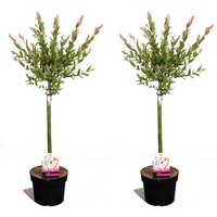 Perfect Plant | 2er Set Salix Flamingo auf Kofferraum von Perfect Plant