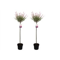 Perfect Plant | 2er Set XL Salix Flamingo auf einem Baumstamm Perfect Plant | 2er Set XL Salix Flamingo auf einem Baumstamm von Perfect Plant