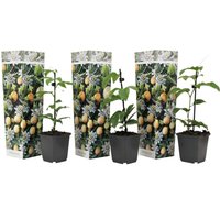 Perfect Plant | 3er Set Passiflora Edulis von Perfect Plant
