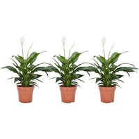 Perfect Plant | 3er Set Spathiphyllum Friedenslilien von Perfect Plant