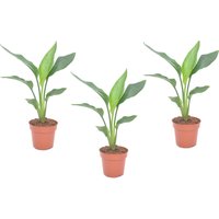 Perfect Plant | 3er Set Strelitzia Paradiesvogel Zimmerpflanzen von Perfect Plant