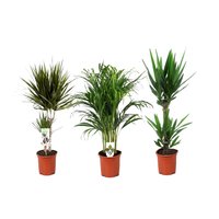 Perfect Plant | 3er-Set XL Zimmerpalmen von Perfect Plant