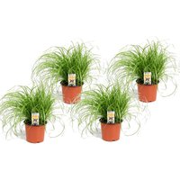 Perfect Plant | 4er Set Cyperus Katzengras von Perfect Plant