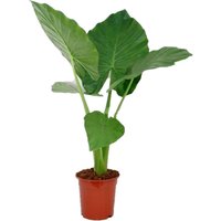 Perfect Plant | Alocasia Macrorrhiza Elefantenohr von Perfect Plant