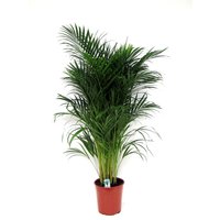 Perfect Plant | Areca Lutescens - Goldene Palme von Perfect Plant