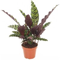 Perfect Plant | Calathea Insignis von Perfect Plant