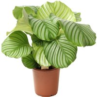 Perfect Plant | Calathea Orbifolia von Perfect Plant