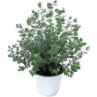 Perfect Plant | Eukalyptus-Gunnii-Strauch von Perfect Plant