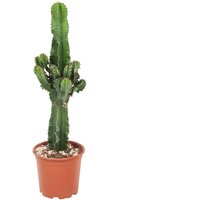 Perfect Plant | Kaktus Euphorbia von Perfect Plant