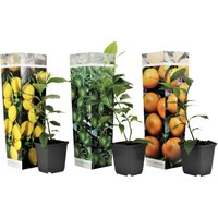 Perfect Plant | Mischung aus 3 Zitruspflanzen von Perfect Plant