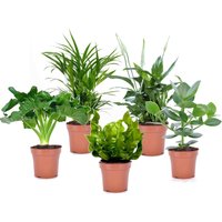 Perfect Plant | Mischung aus 5 Luftreinigungs-Pflanzen von Perfect Plant