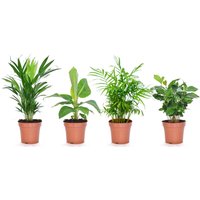 Perfect Plant | Mix aus 4 trendigen Zimmerpflanzen von Perfect Plant
