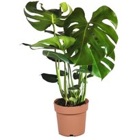 Perfect Plant | Monstera Deliciosa Lochpflanze von Perfect Plant