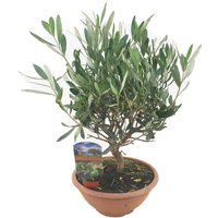 Perfect Plant | Olivenbonsai in Schale von Perfect Plant
