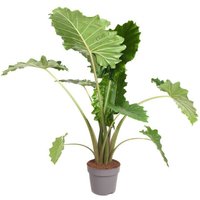 Perfect Plant | Pflanze Alocasia Portodora 120-130 cm von Perfect Plant