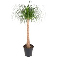 Perfect Plant | Pflanze Beaucarnea am Stamm 120-130 cm von Perfect Plant