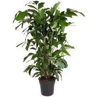 Perfect Plant | Pflanze Caryota Mitis 120-130 cm von Perfect Plant