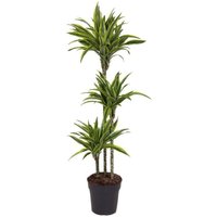 Perfect Plant | Pflanze Dracaena Lemon Lime 130-140 cm von Perfect Plant