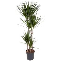 Perfect Plant | Pflanze Dracaena Marginata 150-160 cm von Perfect Plant