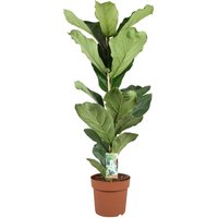 Perfect Plant | Pflanze Ficus Lyrata XL von Perfect Plant