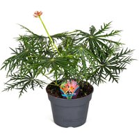 Perfect Plant | Pflanze Jatropha multifida von Perfect Plant