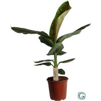 Perfect Plant | Pflanze Musa Cavendish XL von Perfect Plant