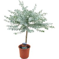 Perfect Plant | Pflanzen Sie Eucalyptus Gunni auf einen Stamm von Perfect Plant