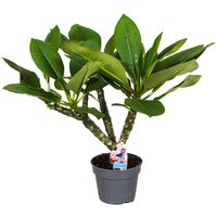 Perfect Plant | Plumeria Frangipani Hawaiianische Zimmerpflanze von Perfect Plant
