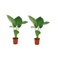 Perfect Plant | Set mit 2 Alocasia Machorriza von Perfect Plant