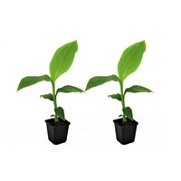 Perfect Plant | Set mit 2 Bananenpflanzen von Perfect Plant