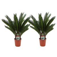 Perfect Plant | Set mit 2 Cycas King Sagopalmen von Perfect Plant