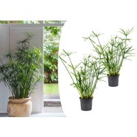 Perfect Plant | Set mit 2 Cyperus Regenschirmpflanzen von Perfect Plant