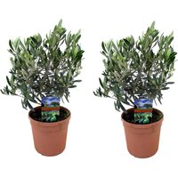 Perfect Plant | Set mit 2 Olivenbüschen von Perfect Plant
