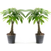 Perfect Plant | Set mit 2 Pachira Geldbäumen von Perfect Plant