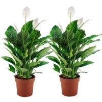 Perfect Plant | Set mit 2 Spathiphyllum von Perfect Plant