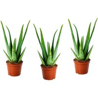 Perfect Plant | Set mit 3 Aloe Vera Zimmerpflanzen von Perfect Plant