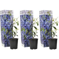 Perfect Plant | Set mit 3 Blaubeer-Heidelbeer-Pflanzen von Perfect Plant