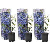 Perfect Plant | Set mit 3 Blaubeer-Heidelbeer-Pflanzen Perfect Plant | Set mit 3 Blaubeer-Heidelbeer-Pflanzen von Perfect Plant