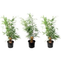 Perfect Plant | Set mit 3 Fargesia Asian Wonder Rote Bambuspflanzen von Perfect Plant