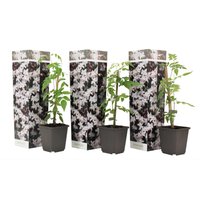 Perfect Plant | Set mit 3 Jasminpflanzen Jasminum Officinale von Perfect Plant