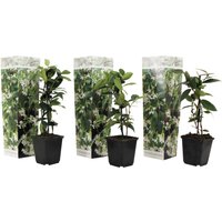 Perfect Plant | Set mit 3 Jasminpflanzen von Perfect Plant