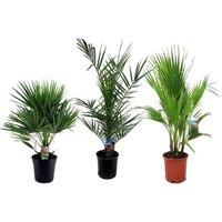 Perfect Plant | Set mit 3 Outdoor-Palmen von Perfect Plant