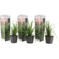Perfect Plant | Set mit 3 Pampasgräsern von Perfect Plant