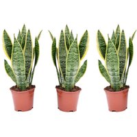 Perfect Plant | Set mit 3 Sansevierias von Perfect Plant