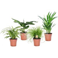 Perfect Plant | Set mit 4 haustierfreundlichen Zimmerpflanzen von Perfect Plant