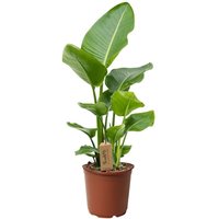 Perfect Plant | Strelitzia Nicolai von Perfect Plant