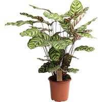 Perfect Plant | XL Calathea Makoyana von Perfect Plant