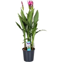 Perfect Plant | XL Curcuma Versteckte Lilien von Perfect Plant