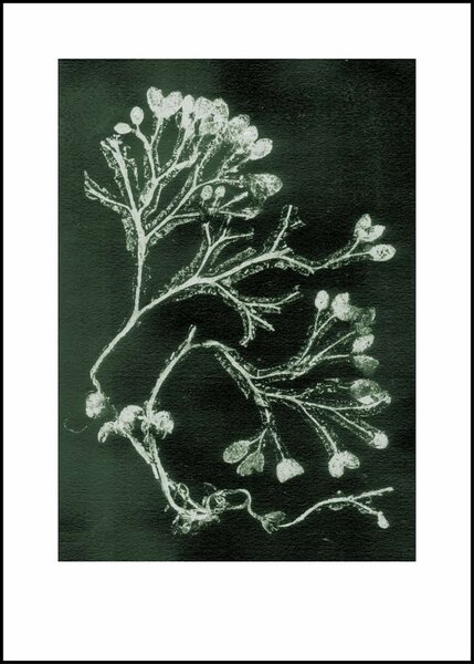 Pernille Folcarelli - limitierte Kunstdrucke - 50x70cm - Abdrücke echter Pflanzen von Pernille Folcarelli