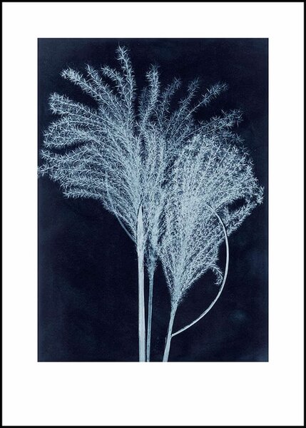 Pernille Folcarelli - limitierte Kunstdrucke - 50x70cm - Abdrücke echter Pflanzen von Pernille Folcarelli